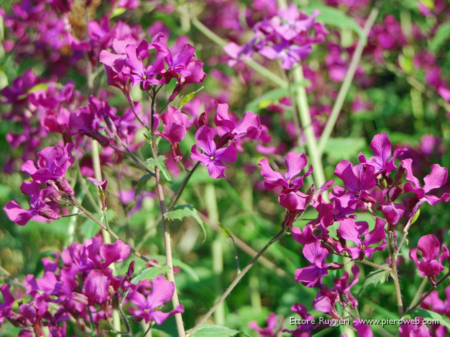 1 - Fiori di monte presso la chiesina di S. Eurosia.JPG